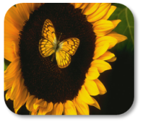 Photograph of sunflower and butterfly