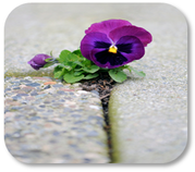 Photograph of flower growing in the cement