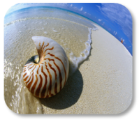 Photograph of a nautilus shell on the beach