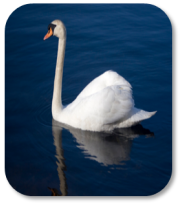 Image of white swan on peaceful lake