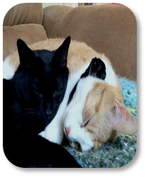 Photograph of two cats sleeping