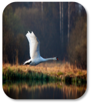 Image of white swan in flight