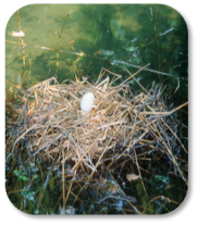 Image of duck nest with an egg