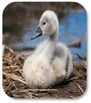 Image of baby duck