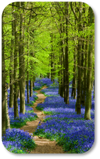 Image of path through flowers in the forest