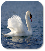 Image of white swan on the lake