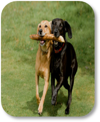Photograph of two dogs with a stick